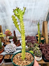 CLEARANCE: Euphorbia Trigona