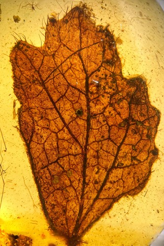 Leaf burmese burmite - in, /