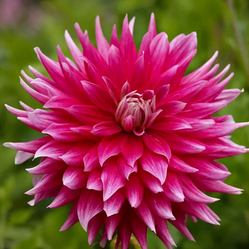 Cactus dahlia dark horse - dahlia,