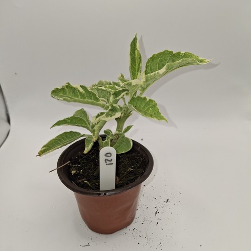 Brugmansia snowbank angel - brugmansia,