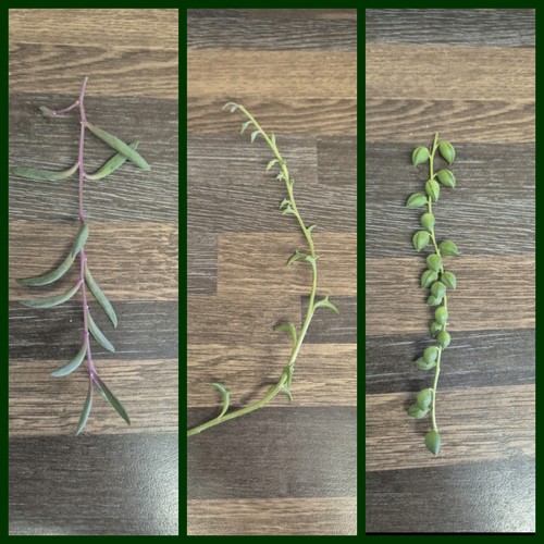 Senecio bundle string - bundle, |