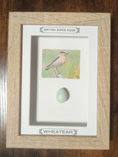 Framed British Birds Eggs