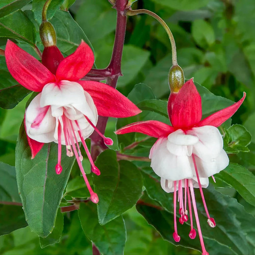 Hardy fuchsia bush - , snow