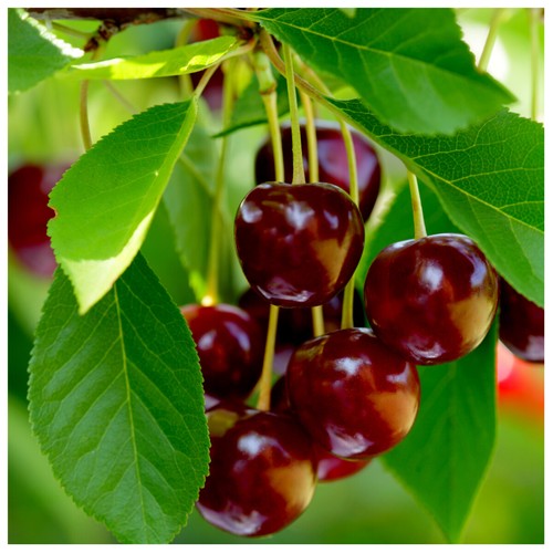 Early rivers cherry tree - cherry,