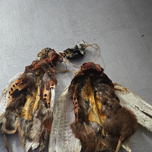 Pheasants tails - no,