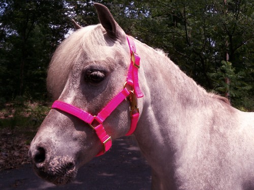 Miniature horse adjustable - horse,