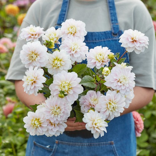 Dahlia tuber calgay flames - calgay,