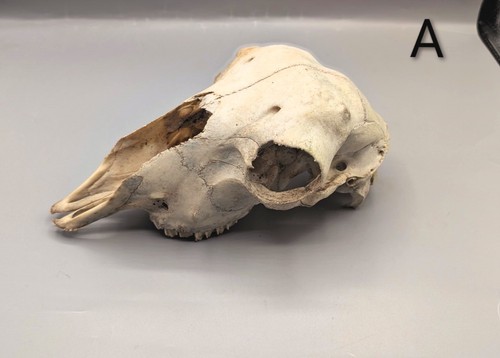 Sheep skull bones animal - skull,, bones,