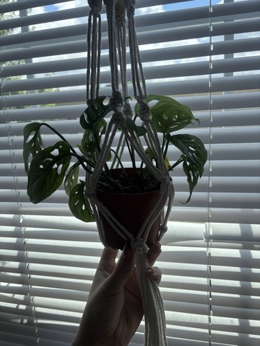 Monstera adansonii swiss - monstera, (swiss