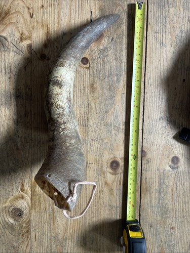 Primitive bull cow horn - primitive,