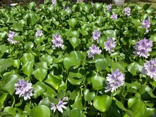 3 MEDIUM LIVE WATER HYACINTHS