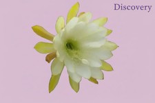 Epiphyllum hybrid(s) selection
