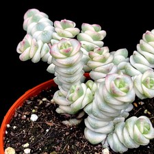 Rare Crassula Marnieriana