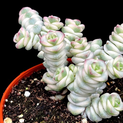 Rare crassula marnieriana - rare,