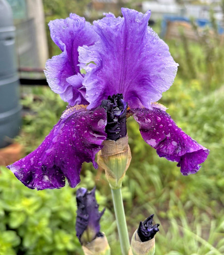 Bearded iris germanica - iris,