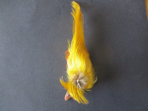 Golden pheasant head topping - golden,
