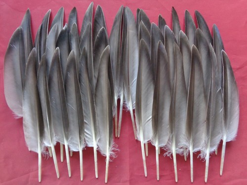 Mallard duck wing quill - 40,