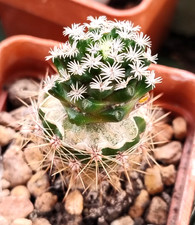 Cactus, Mammillaria hernandezii, grafted, 2cm