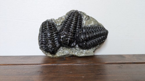 Trilobite replicas phacops - trilobite,