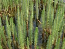 Mares Tail Oxygenating Live