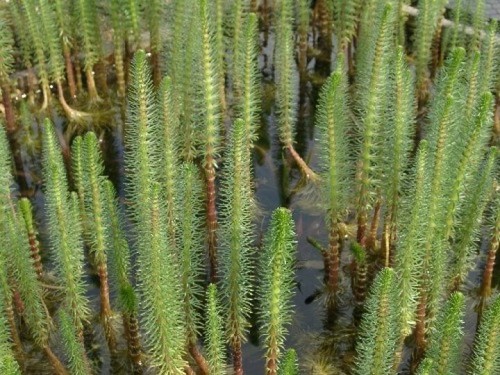 Mares tail oxygenating live - oxygenating,