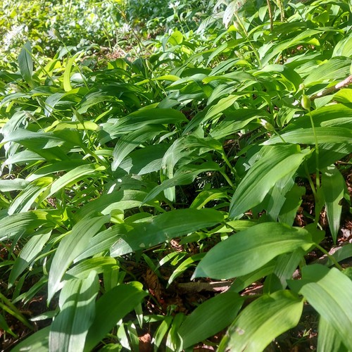 30x organic wild garlic - garlic, bulbs
