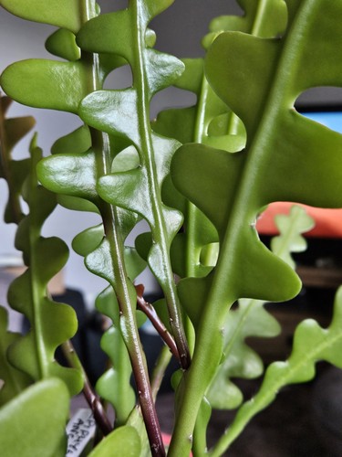 Succulent fishbone cactus - succulent,