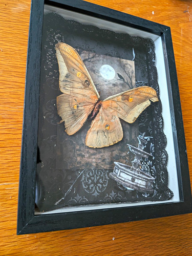 Framed insect moth specimen - insect,