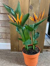 Strelitzia reginae Houseplant