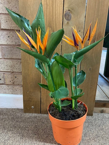 Strelitzia reginae houseplant - reginae,