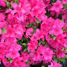 Azalea Anne Frank Plant |