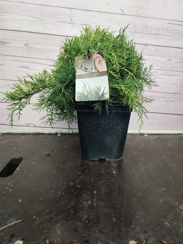 Juniperus old gold - juniperus, conifer
