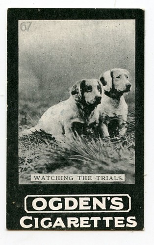 Clumber spaniel gun dog - clumber,