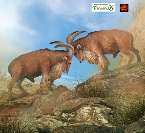 Barbary sheep african wildlife - barbary,