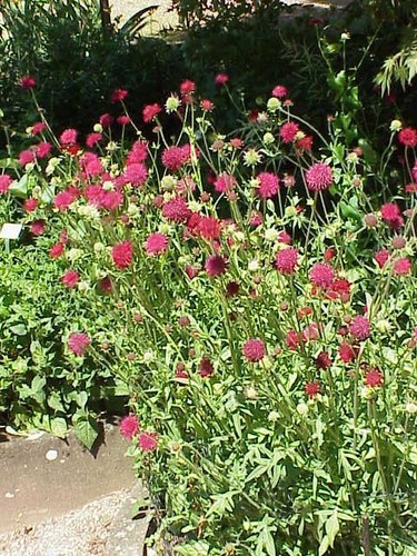 Knautia macedonica macedonian - knautia,