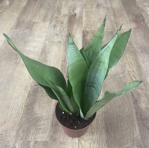 Sansevieria trifasciata - sansevieria,