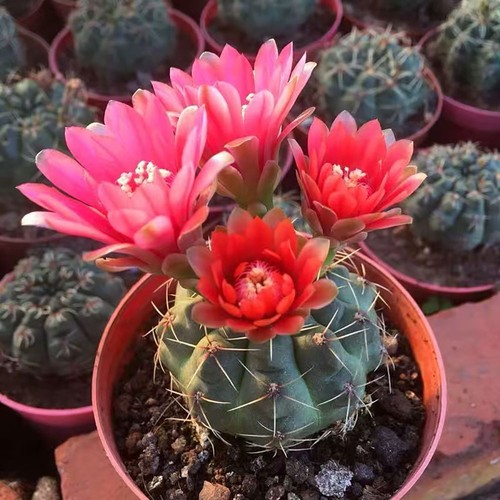 Gymnocalycium baldianum chin - gymnocalycium,