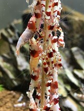 5x Bonsai Shrimp Lollies Sticks Algae Blend  Size Red Cherry Crystal Shrimp