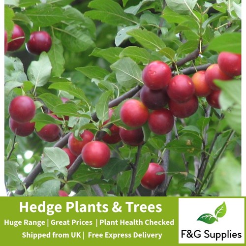 Cherry plum prunus - cherry,