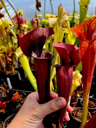 Sarracenia barry soper - sarracenia,