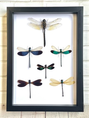 Squadron dragonflies - a,