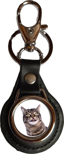 Manx cat pet - pet, black