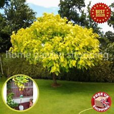 Stunning Catalpa Golden
