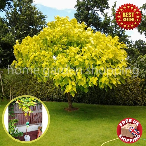 Stunning catalpa golden - stunning,