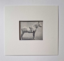 ROUCH Highland Pony, Miniature