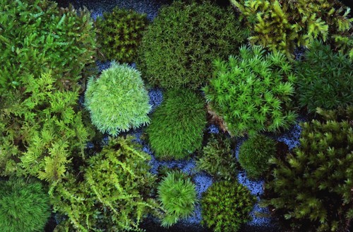 Live moss 6x8 tray ultimate - moss,