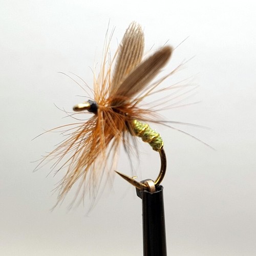 Greenwell glory - glory, (winged)