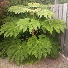 Tetrapanax papyrifer Rex