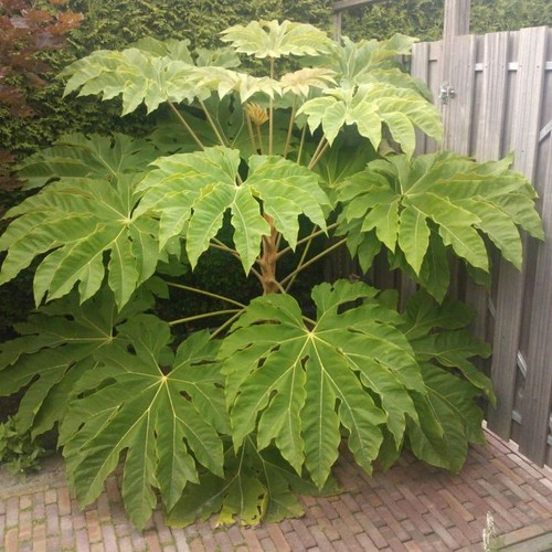 Tetrapanax papyrifer rex - tetrapanax,