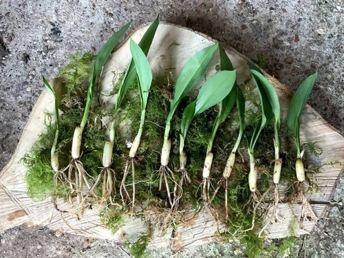 Wild garlic bulbs freshly - wild,